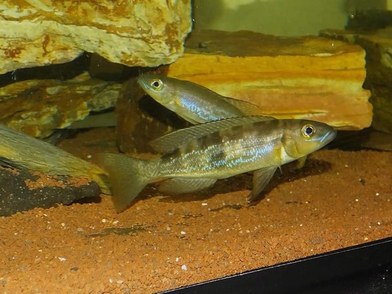 Lepidiolamprologus attenuatus